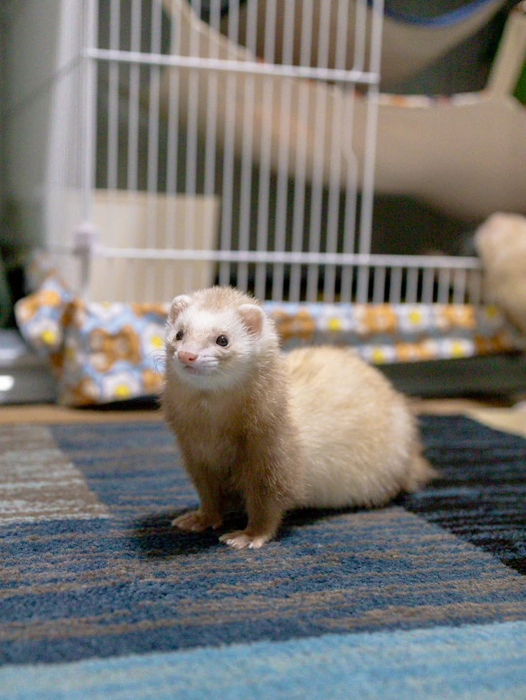 Mochi