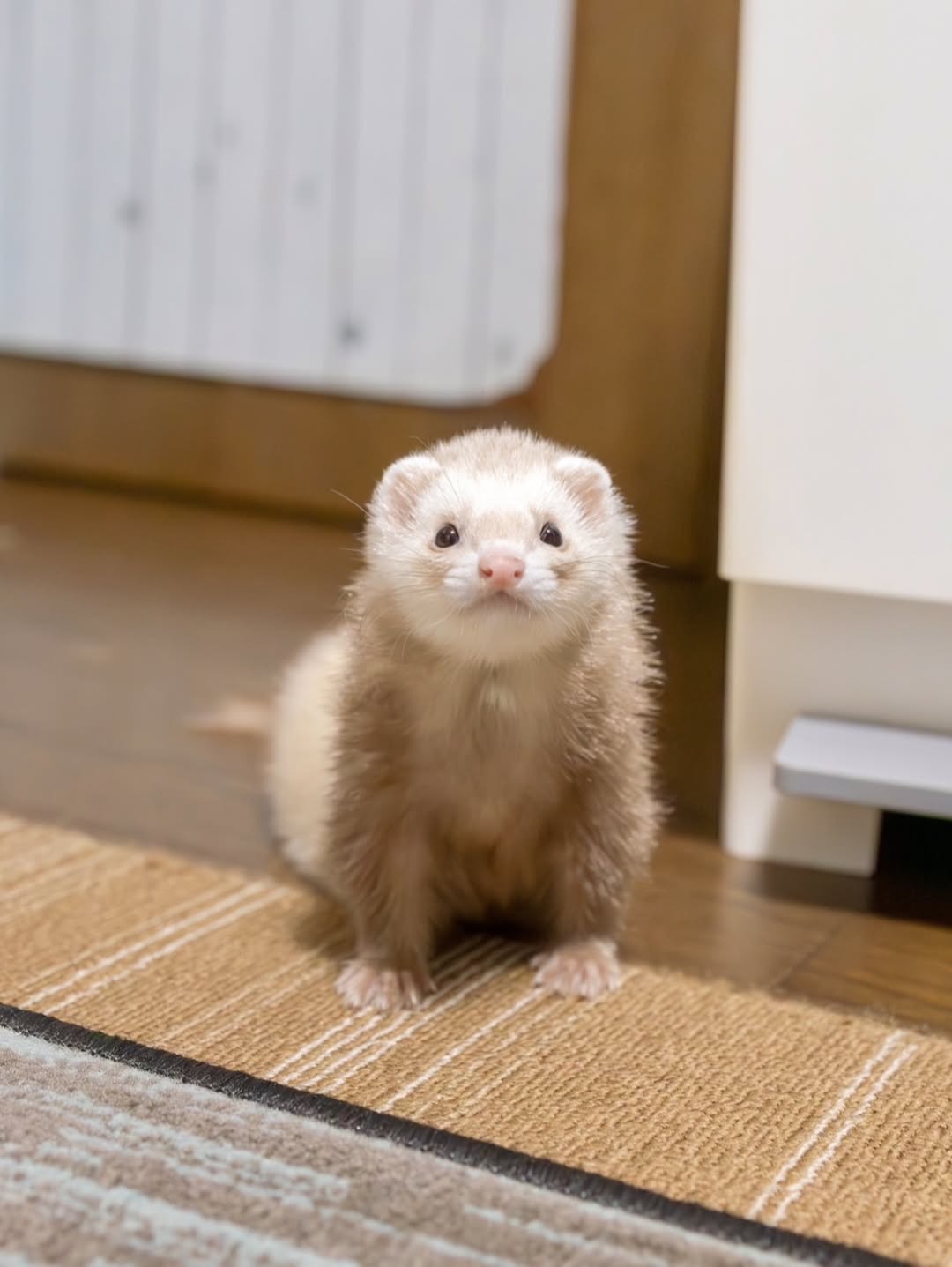 Biscuit