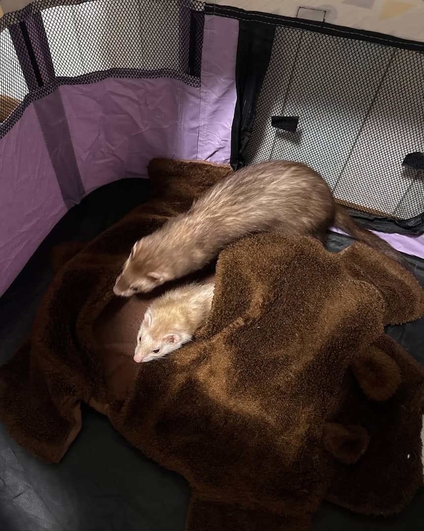 Jenny Ferret photo 3