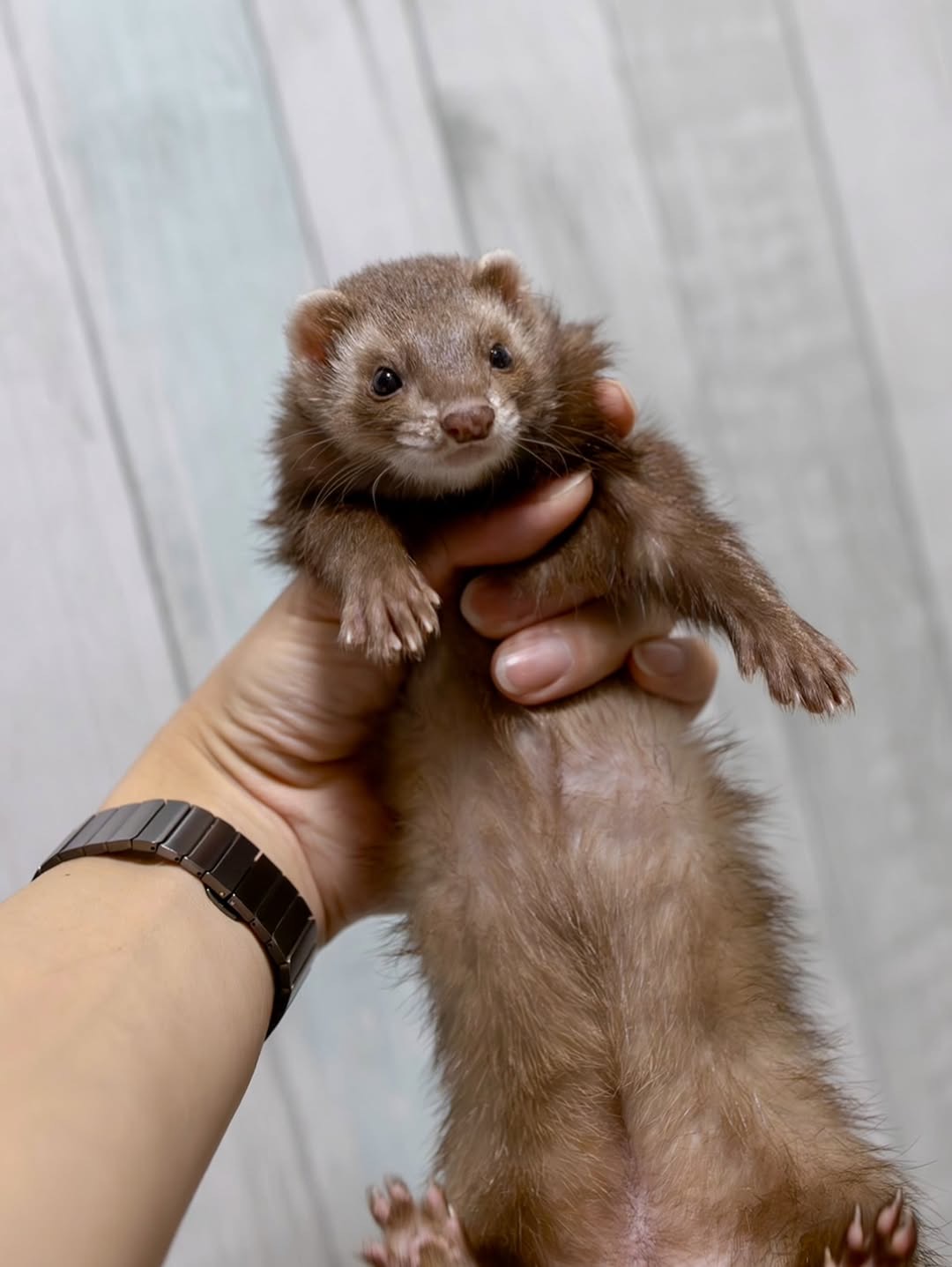 Jenny Ferret photo 2